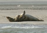 Conférence : les phoques de la côte picarde. Le vendredi 6 juillet 2012 à Cayeux-sur-Mer. Somme. 